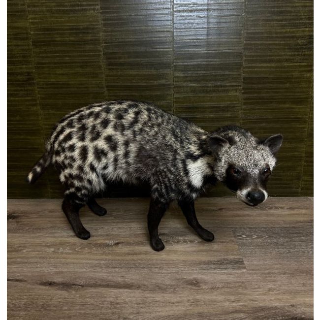 0585 Afrikaanse Civet