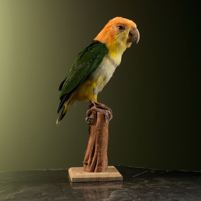 1727 Witbuikcaique