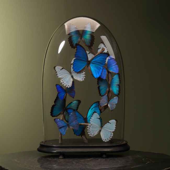 1794 Morpho Vlinders in Antieke Stolp