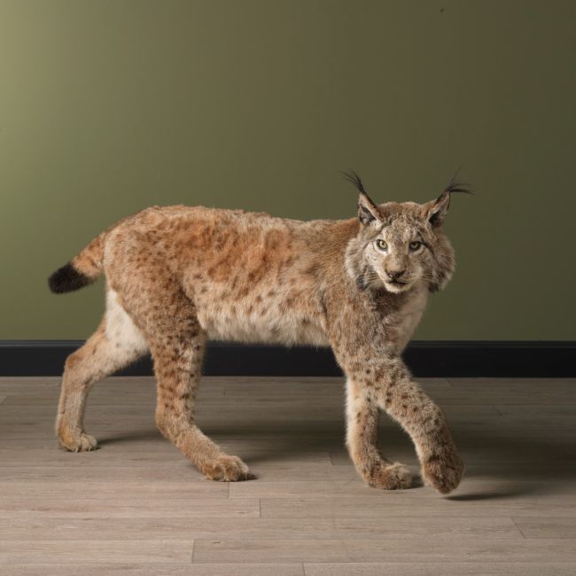 2029 Europese Lynx