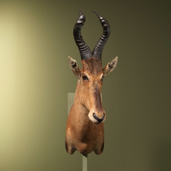 2462 Hartenbeest