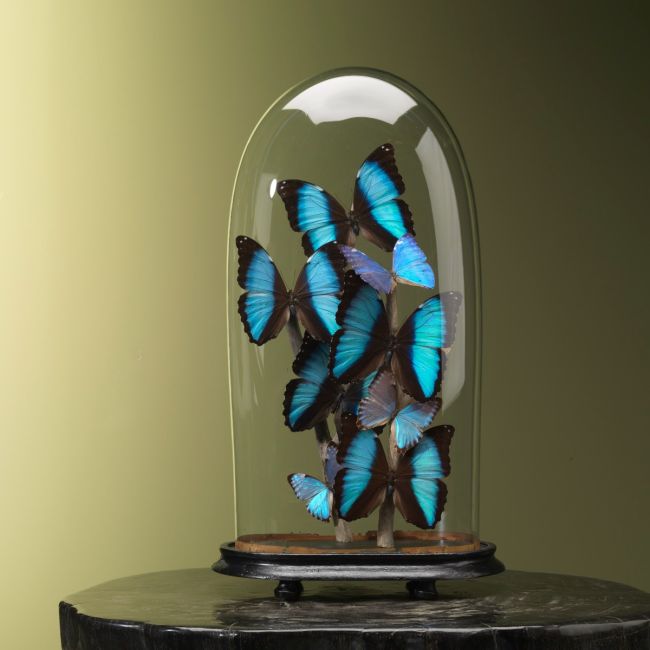 2474 Morpho's in Antieke Stolp