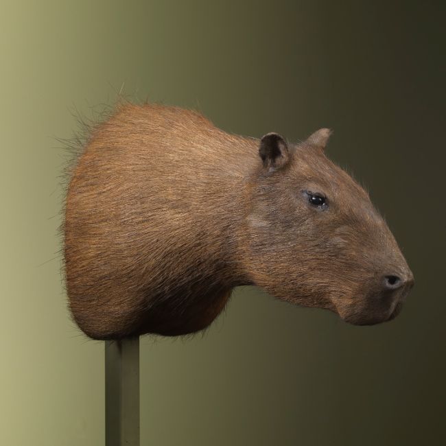 2782 Capibara