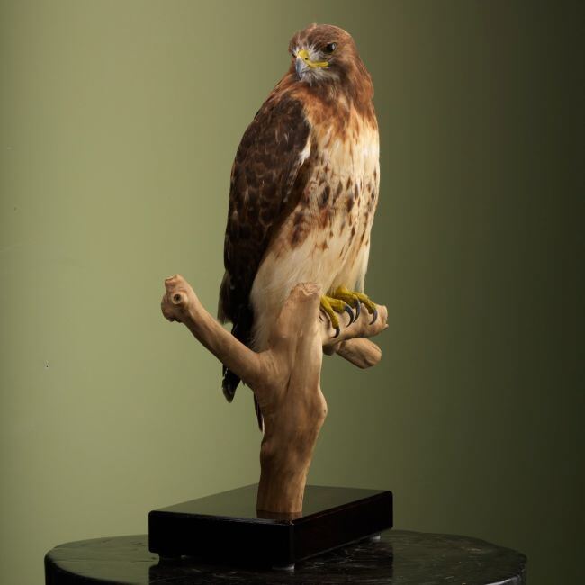 3029 Roodstaartbuizerd