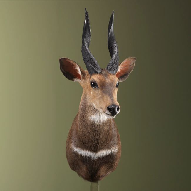 3171 Bushbuck