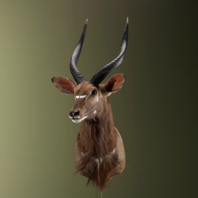 3175 Nyala