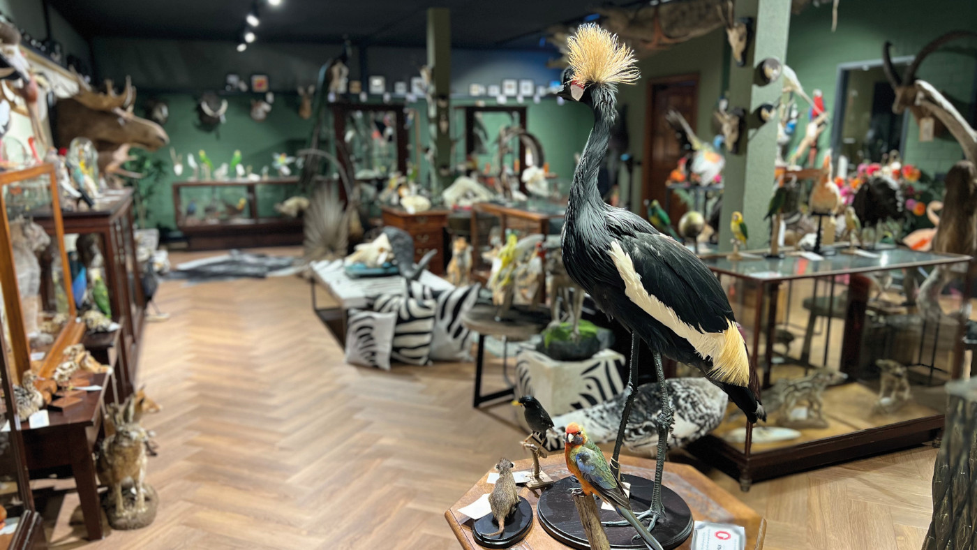 Taxidermie Winkel By Max